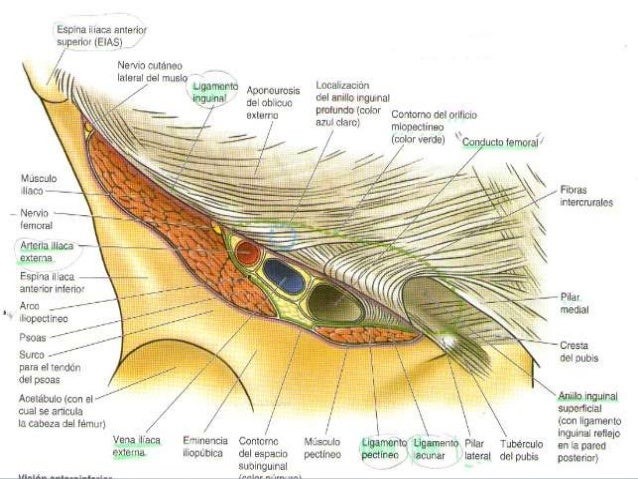 ligamento de gimbernat